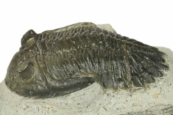 Detailed Hollardops Trilobite - Ofaten, Morocco #272459